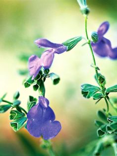 purple flowers with green leaves in the foreground