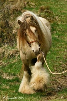 a horse with long hair is walking on the grass next to a small white dog