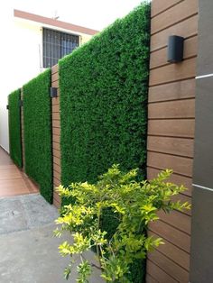 a green hedge is next to a wooden wall and planter in front of it