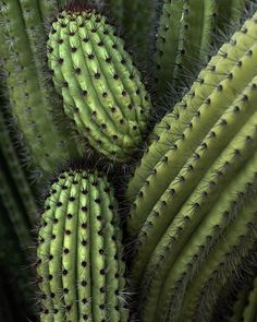 several green cactus plants with long, thin needles