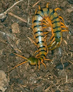 two brown and black bugs laying on the ground next to each other in dirt area