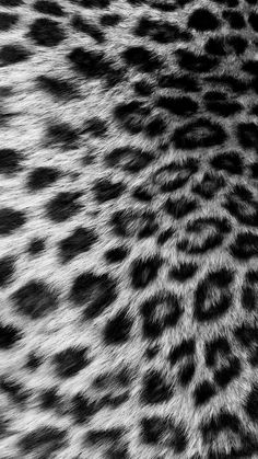 black and white photograph of an animal print