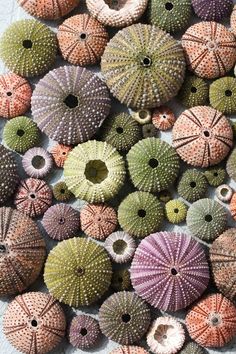 many different colored sea urchins sitting on top of a white surface with holes in the middle