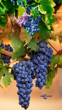 bunches of blue grapes hang from the vine