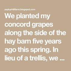 a quote that reads, we planted my concord grapes along the side of the hay barn five years ago this spring