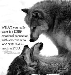 two gray wolfs laying next to each other with a quote from the german wolf