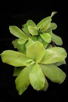 a close up of a green plant on a black surface