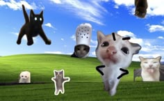 a cat is walking through the grass with other cats in the sky and behind him