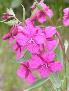 pink flowers with green leaves in the foreground and grass in the backgroud