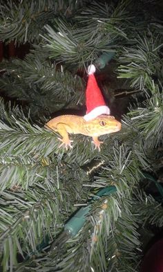 a lizard wearing a santa hat sitting on top of a pine tree in a christmas tree