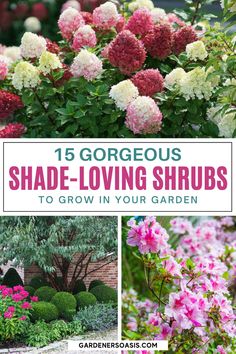 various flowers and shrubs with the title 15 gorgeous shade - loving shrubs to grow in your garden