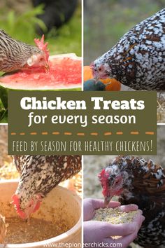 chicken treats for every season feed by season for healthy chickens and watermelon slices