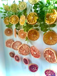 oranges and lemon slices hanging on a wall with green plants in the background,