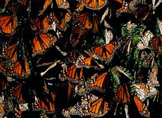 a large group of orange and black butterflies