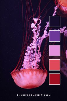 an image of jellyfish in the water with color swatches to choose which one is right for you