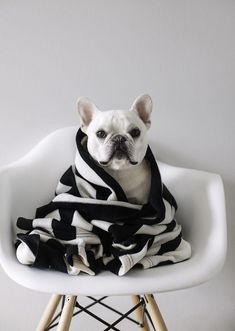 a small dog wrapped in a black and white blanket sitting on a chair with a scarf around it's neck