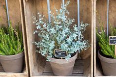 three potted plants in wooden boxes with signs on them