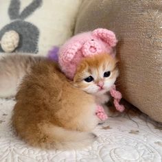 an orange and white kitten wearing a pink bunny hat