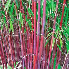 many red bamboo stalks are growing in the grass