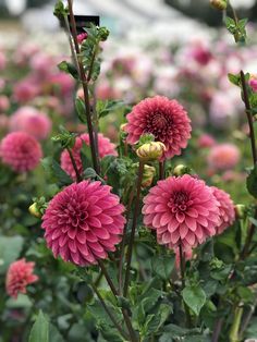 pink flowers are blooming in the garden