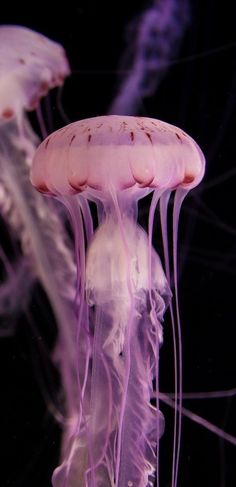 some very pretty jellyfish in the water