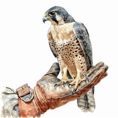 a drawing of a hawk perched on the arm of a gloved hand, with its wings spread wide open