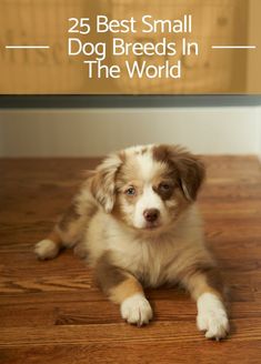 a brown and white dog laying on top of a wooden floor