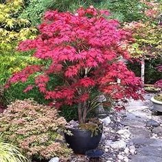 Bloodgood Japanese Maple, Japanese Maple Tree, Fast Growing Trees, Acer Palmatum, Potted Trees, Red Tree, Shade Trees, Maple Tree, Japanese Maple