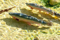 three fish swimming in shallow water near rocks