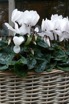 some white flowers are in a wicker basket