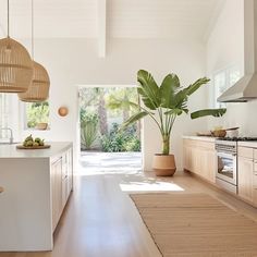 an open kitchen with white walls and wooden flooring, large potted plant on the counter