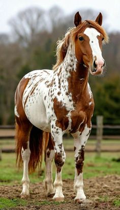 a brown and white horse standing on top of a dirt field