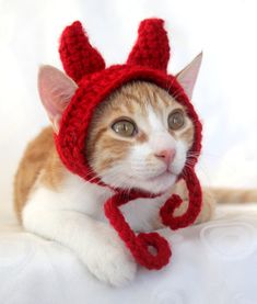 an orange and white cat wearing a red knitted hat with ears on it's head