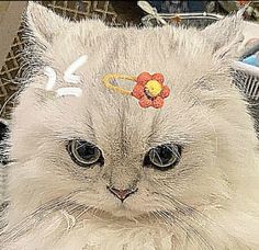 a white cat with a flower on its head