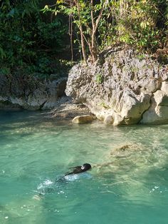 a dog swimming in the water near some rocks