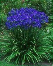 purple flowers are growing in the garden