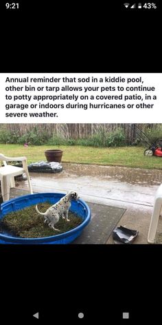 an image of a dog in a pool that has been placed on the ground and is captioned to someone