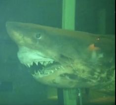 a large shark with its mouth open in an aquarium tank, looking at the camera