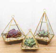 three glass terrariums with succulents in them