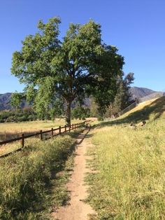 a dirt path leading to a tree on the side of a hill