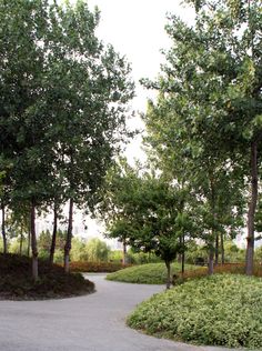 a paved road with trees and bushes on both sides, in the middle of a park