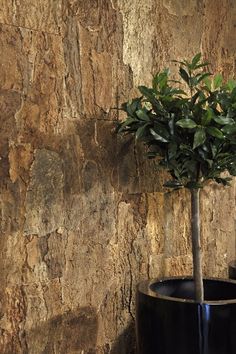 a potted plant sitting in front of a wall with a stone pattern on it