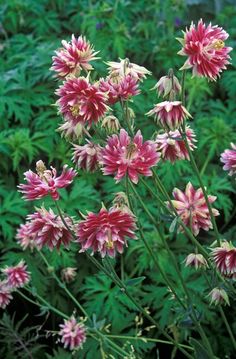 pink flowers are blooming in the garden