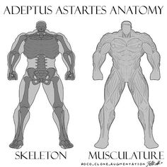 an image of the skeleton and muscles in different positions, with caption below it