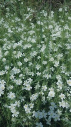 some white flowers are growing in the grass