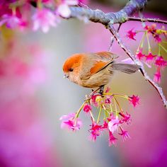 a small bird perched on top of a pink tree branch with flowers in the background