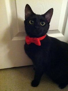 a black cat wearing a red bow tie sitting in front of a white door and looking at the camera