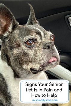 a dog sitting in the passenger seat of a car with its head up and tongue out