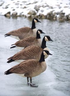 three geese are standing in the water near some snow covered rocks and ice flakes