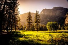 the sun shines brightly through the trees and grass in front of some mountain peaks